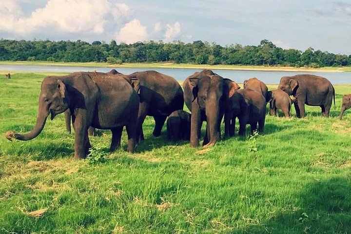 Udawalawe Elephant Safari