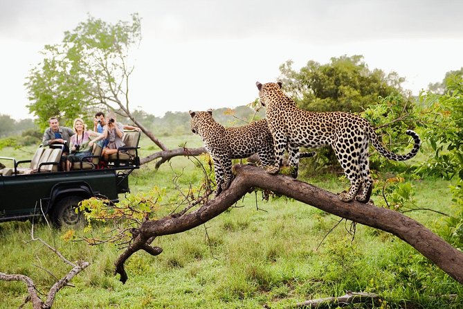 Leopard Spotting