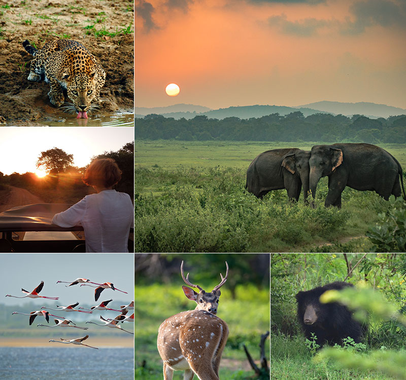 Yala National Park