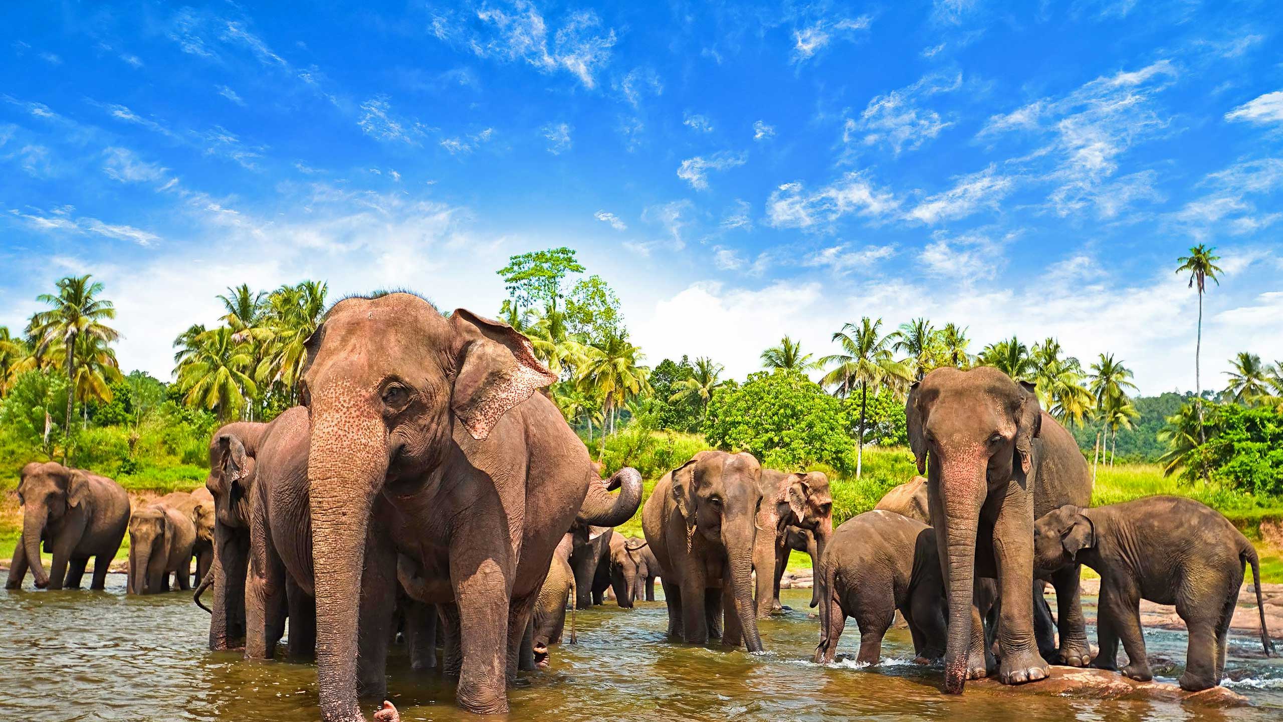 Yala National Park