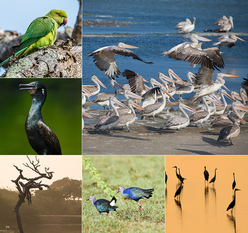 Bundala Birds